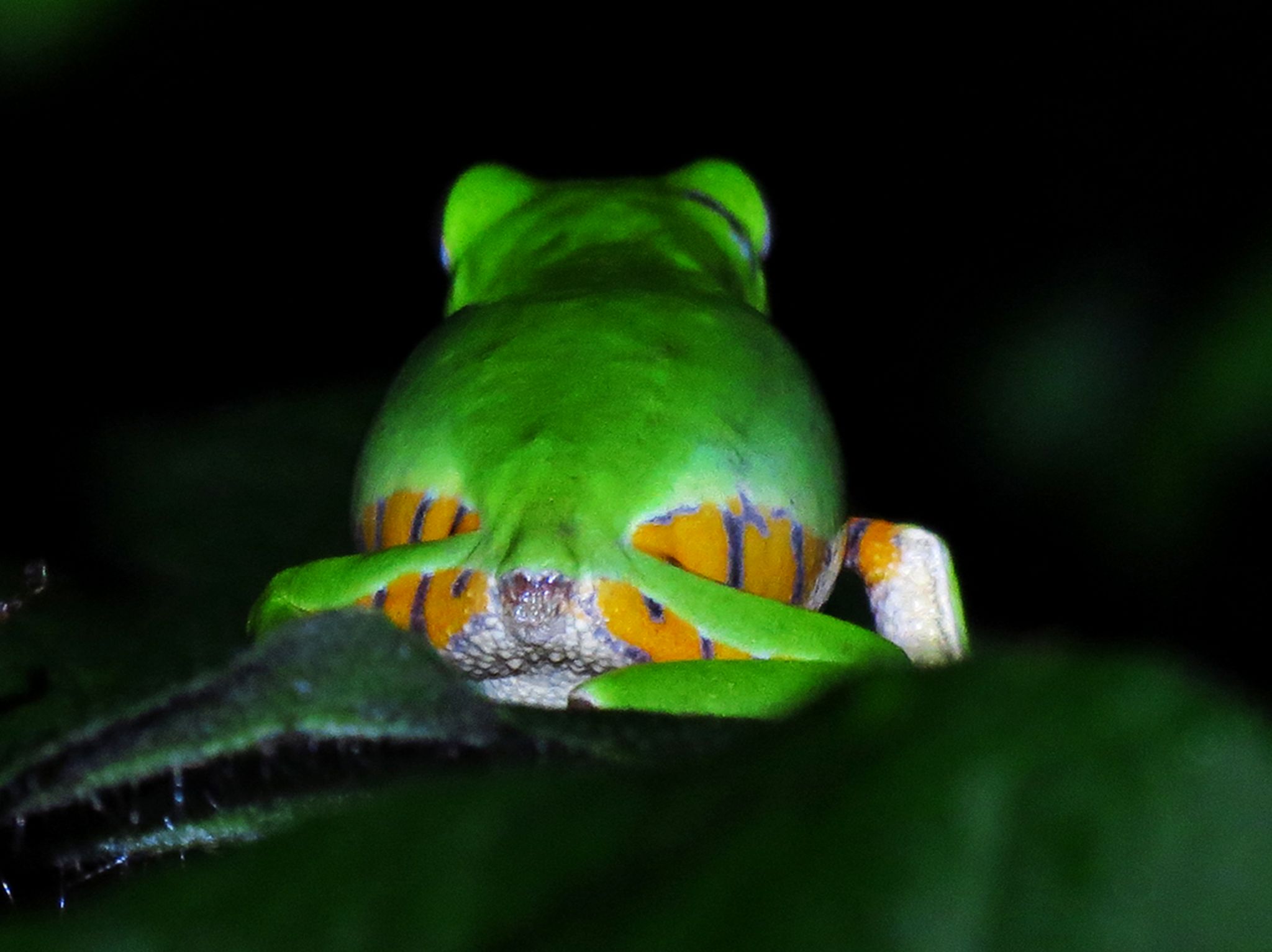 Pithecopus gonzagai 07